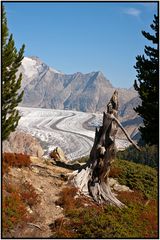 Aletsch