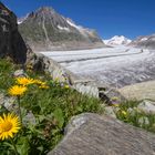 Aletschgletscher, Concordiaplatz