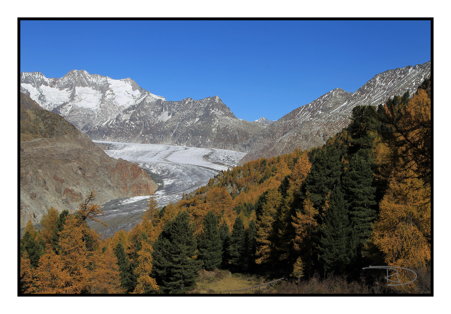 Aletschgletscher im Herbstgewand