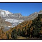 Aletschgletscher im Herbstgewand