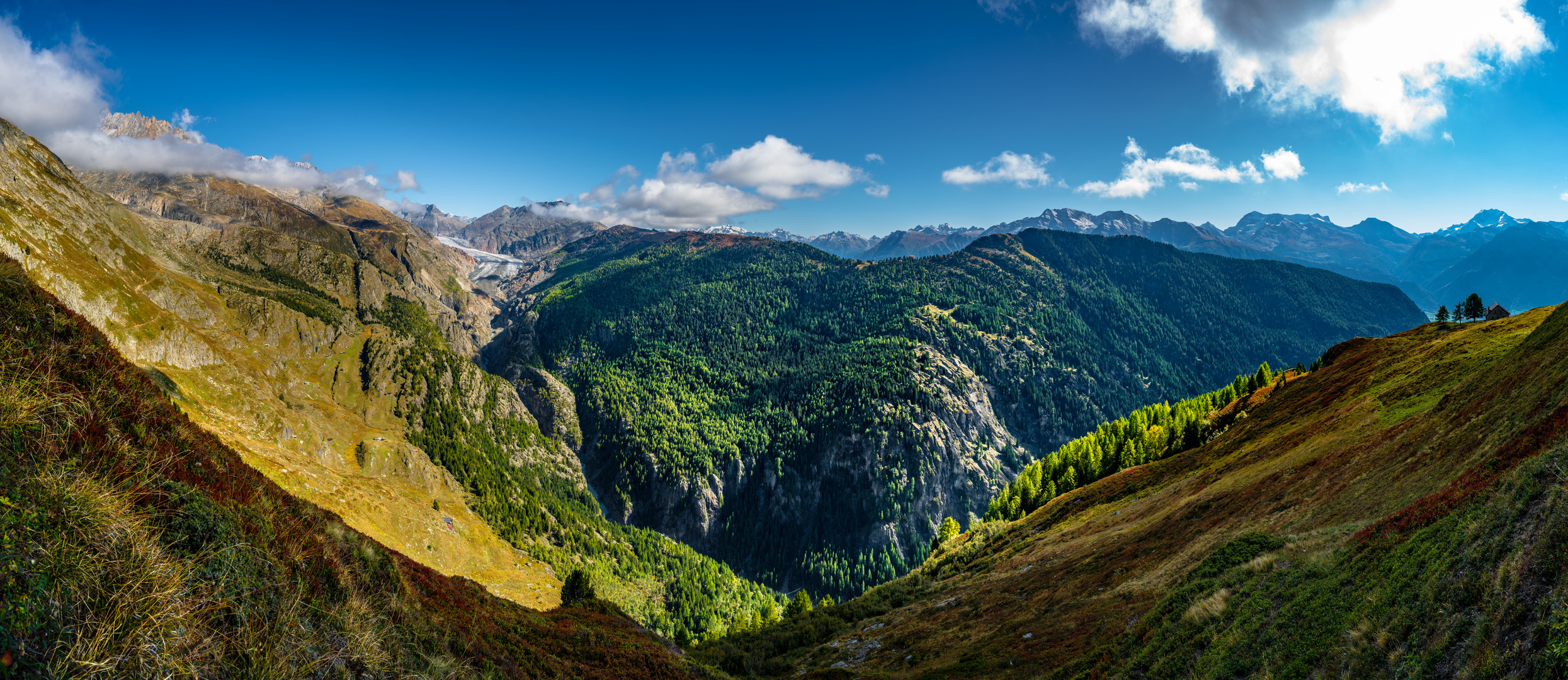 Aletschgletscher mit Wald