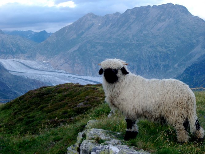 Aletschgletscher- Schäfersonntag