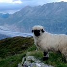 Aletschgletscher- Schäfersonntag