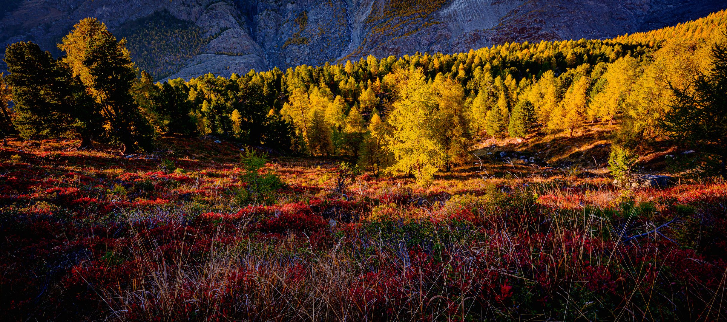 Aletschwald in Herbst