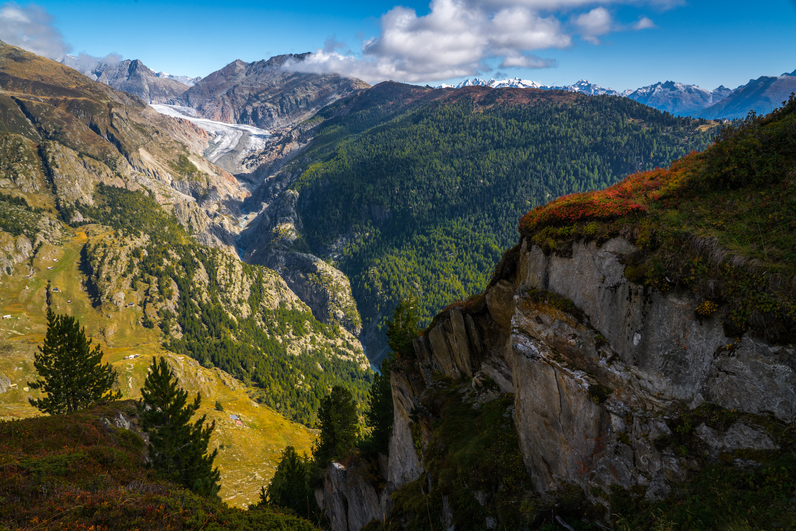 Aletschwald mit Gletscher