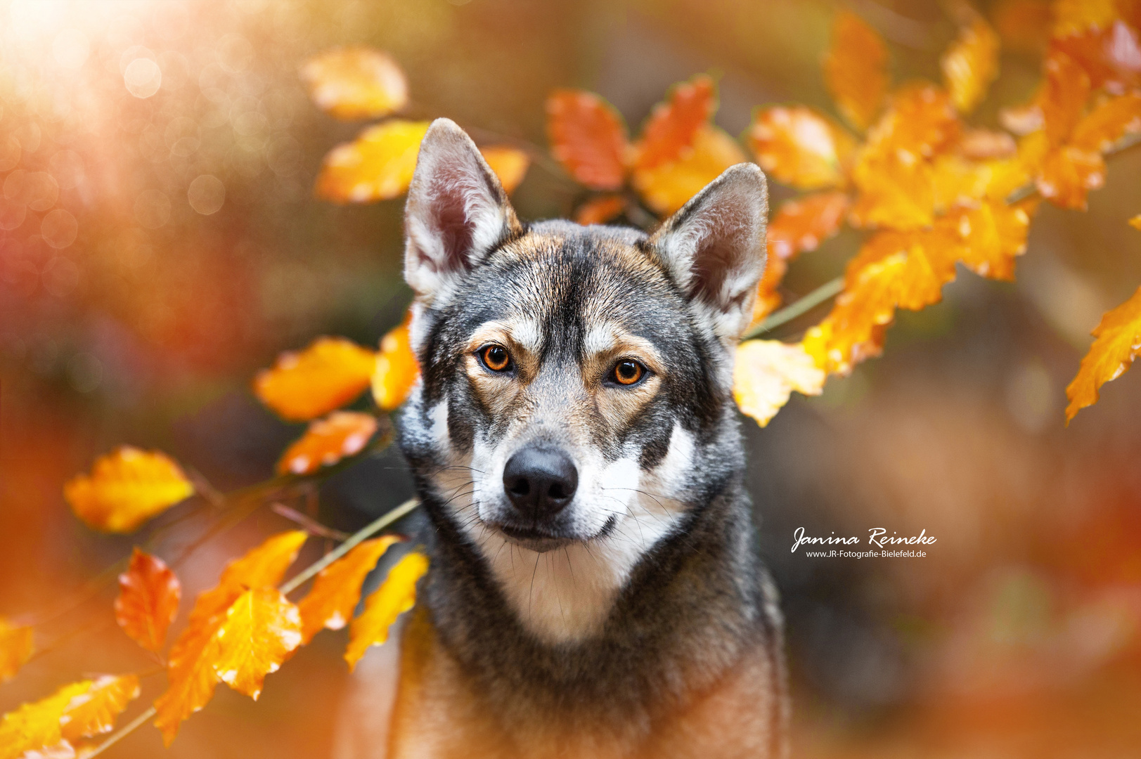 Aleu im Portrait