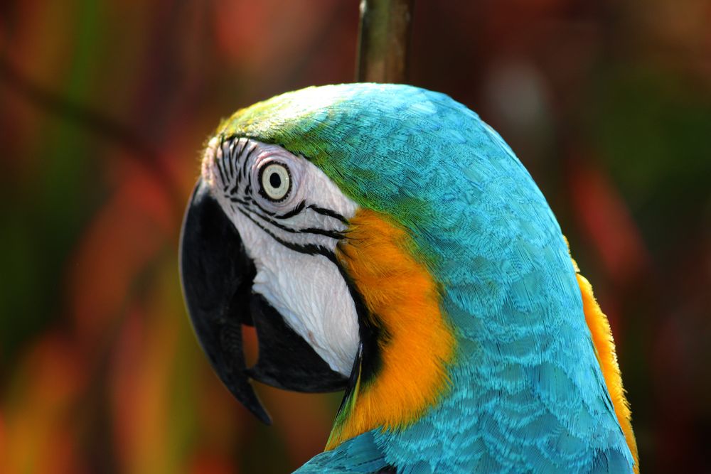 Alex Foto & Bild | tiere, vogel, bunt Bilder auf fotocommunity