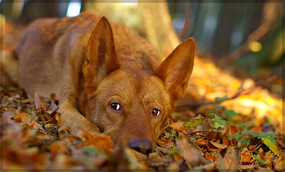 Alex im Herbst