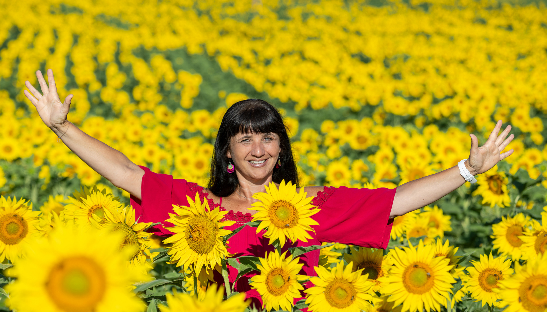 Alex Sander im Sonnenblumenfeld 5