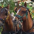 Alex und Patras beim Ernteumzug