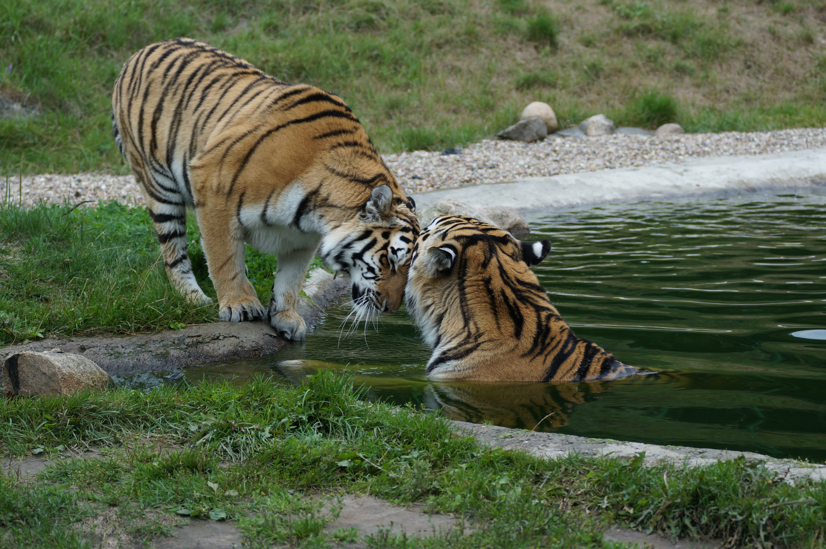 Alex und Ronja,die Sibirischen Tiger