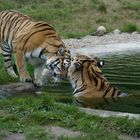 Alex und Ronja,die Sibirischen Tiger