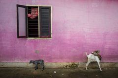 Alex Webb - Fortkochi, 2014