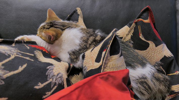 Alexa beim Mittagsschlaf