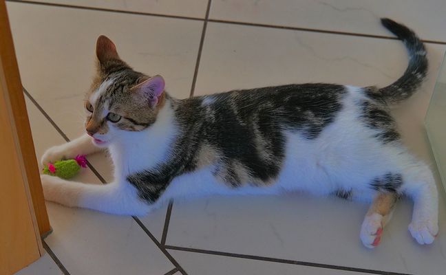 Alexa beim Spielen mit ihrem Mäuschen