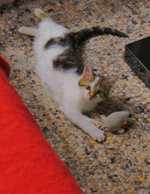 Alexa beim Spielen mit ihrer Plüschmaus