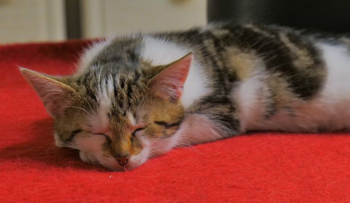 Alexa fühlt sich bei uns wohl