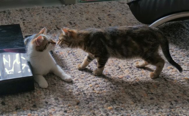 Alexa hatte heute Besuch...