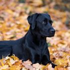 Alexa im Herbstlaub