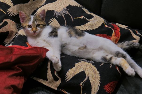 Alexa, mein Lieblingsplatz