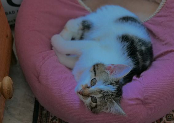 Alexa, müde nach dem Spielen