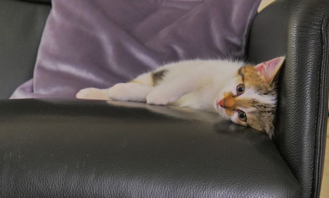 Alexa, nach dem Spielen wird man müde