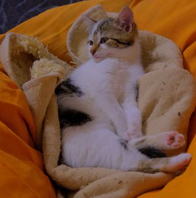 Alexa scheint doch glücklich zu sein