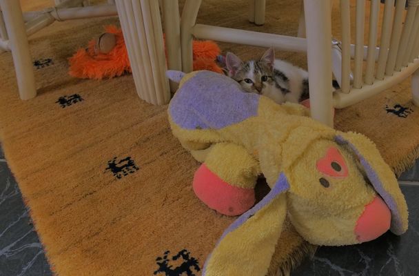 Alexa spielt mit Wicky-Emily´s Plüschtieren