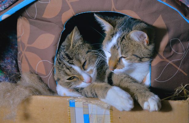 Alexa und Leonardo beim Kuscheln