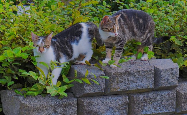 Alexa und Leonardo beim Spielen
