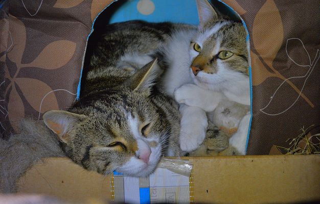 Alexa und Leonardo schlafen zusammen in ihrem Häuschen im Zwinger