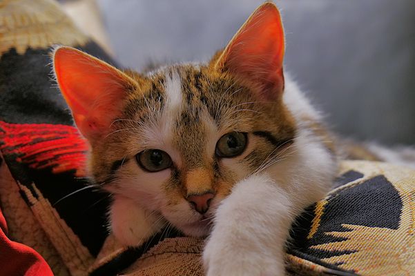 Alexa wünscht allen ein schönes neues Jahr