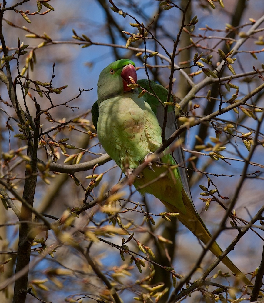 Alexandersittich (Psittacula eupatria)