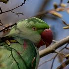 Alexandersittich (Psittacula eupatria) - Portrait (1)