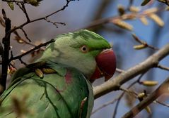 Alexandersittich (Psittacula eupatria) - Portrait (1)