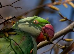 Alexandersittich (Psittacula eupatria) - Portrait (2)