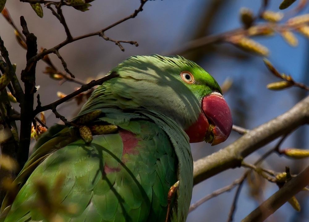 Alexandersittich (Psittacula eupatria) - Portrait (3)