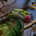 Alexandersittich (Psittacula eupatria) - Portrait (3)