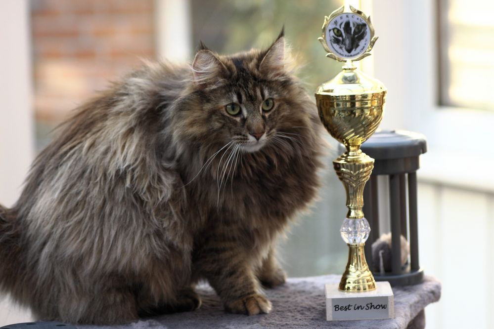 Alexandra wurde bei ihrer zweiten Ausstellung wieder Best in Show.