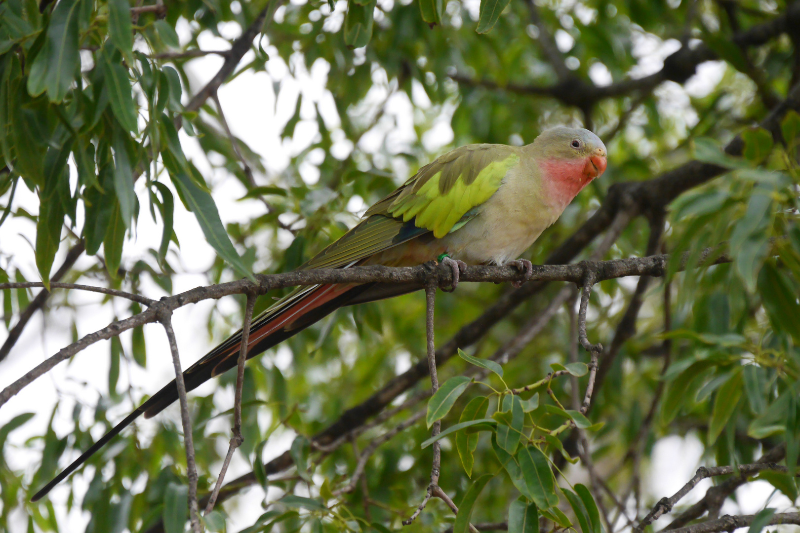 Alexandrasittich  -  Princess Parrot