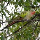 Alexandrasittich  -  Princess Parrot