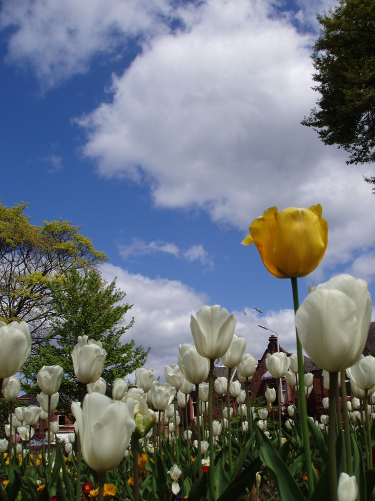 Alexandria Blooms