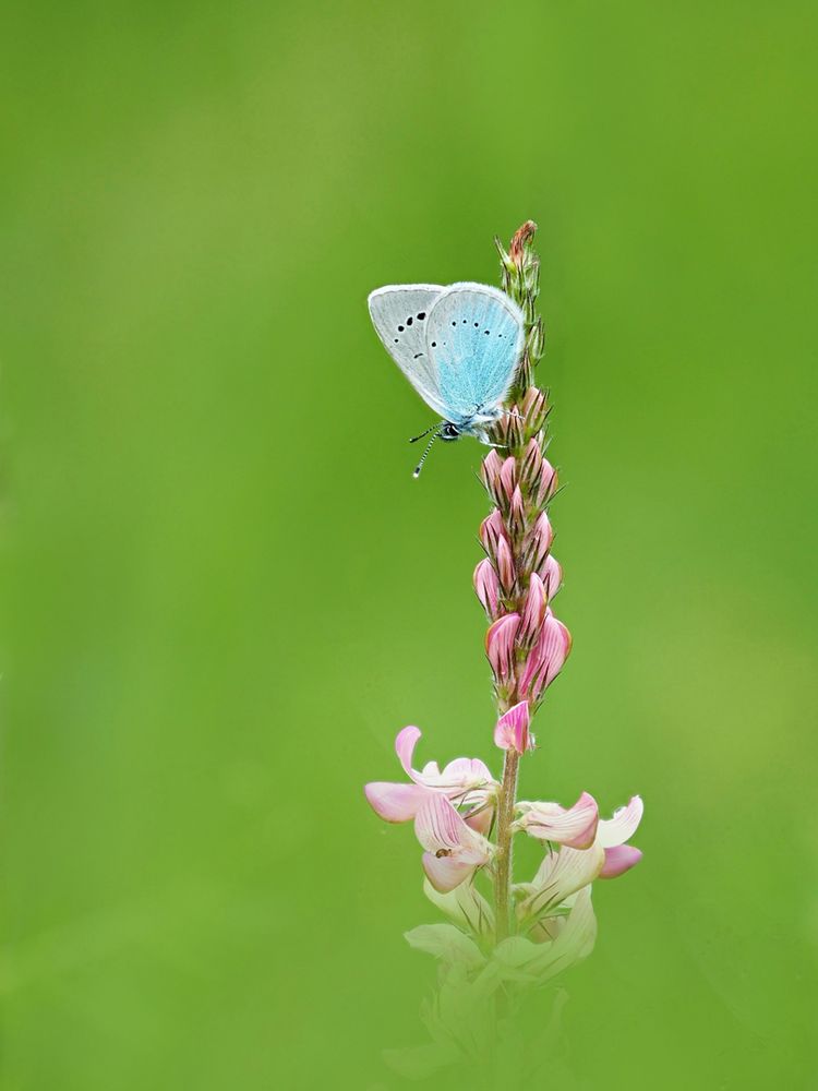 ALEXIS-BLÄULING, (GLAUCOPSYCHE ALEXIS)