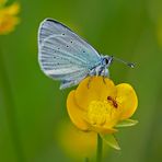 Alexis-Bläuling (Glaucopsyche alexis) * Männchen mit Ameise. -  Azuré des Cytises avec une fourmi.