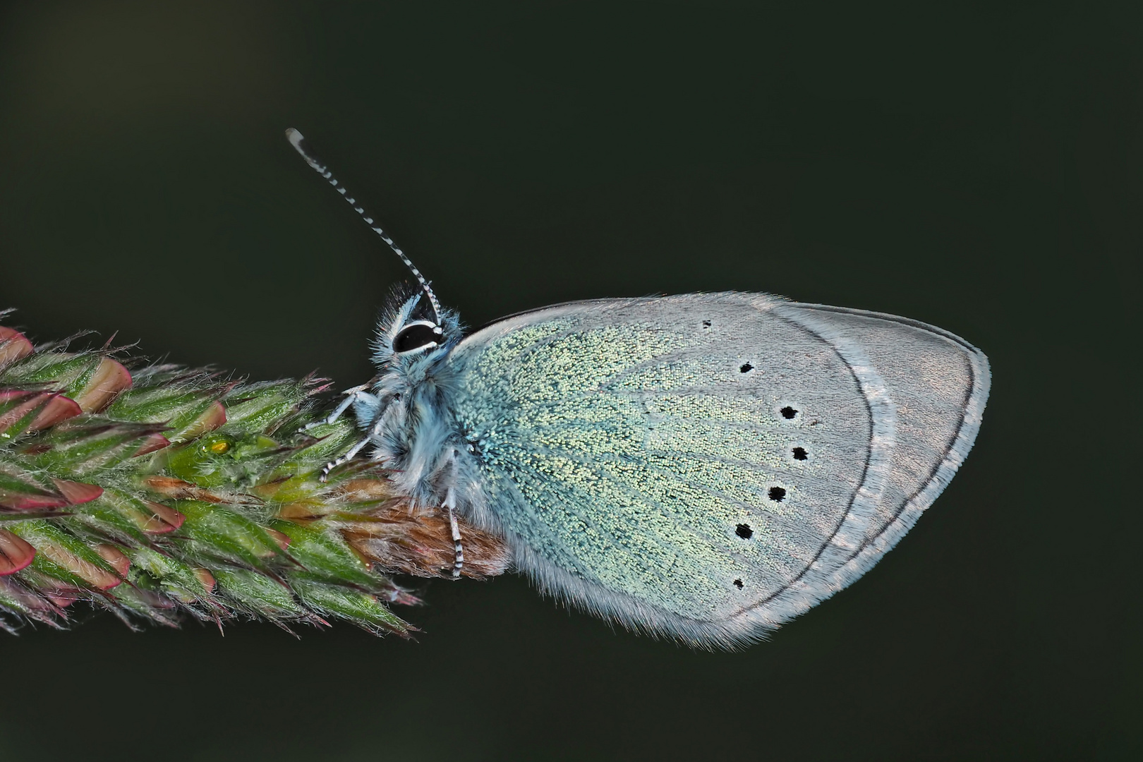 Alexis-Bläuling (Glaucopsyche alexis)*! - Un mini-papillon qui habite en montagne...