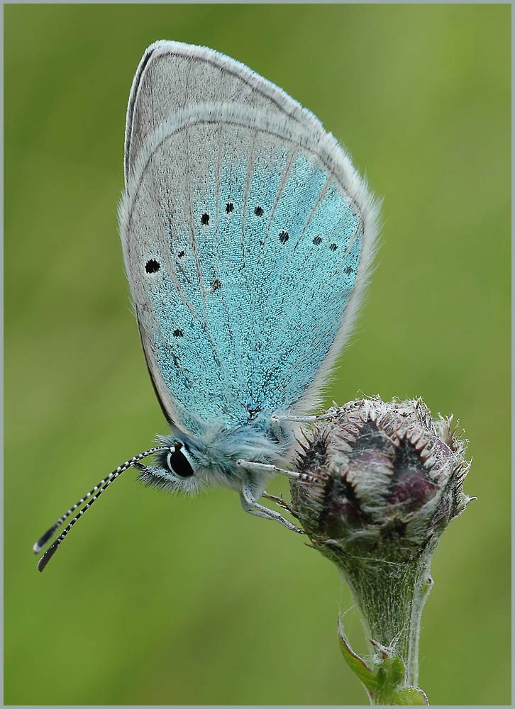 Alexisbläuling