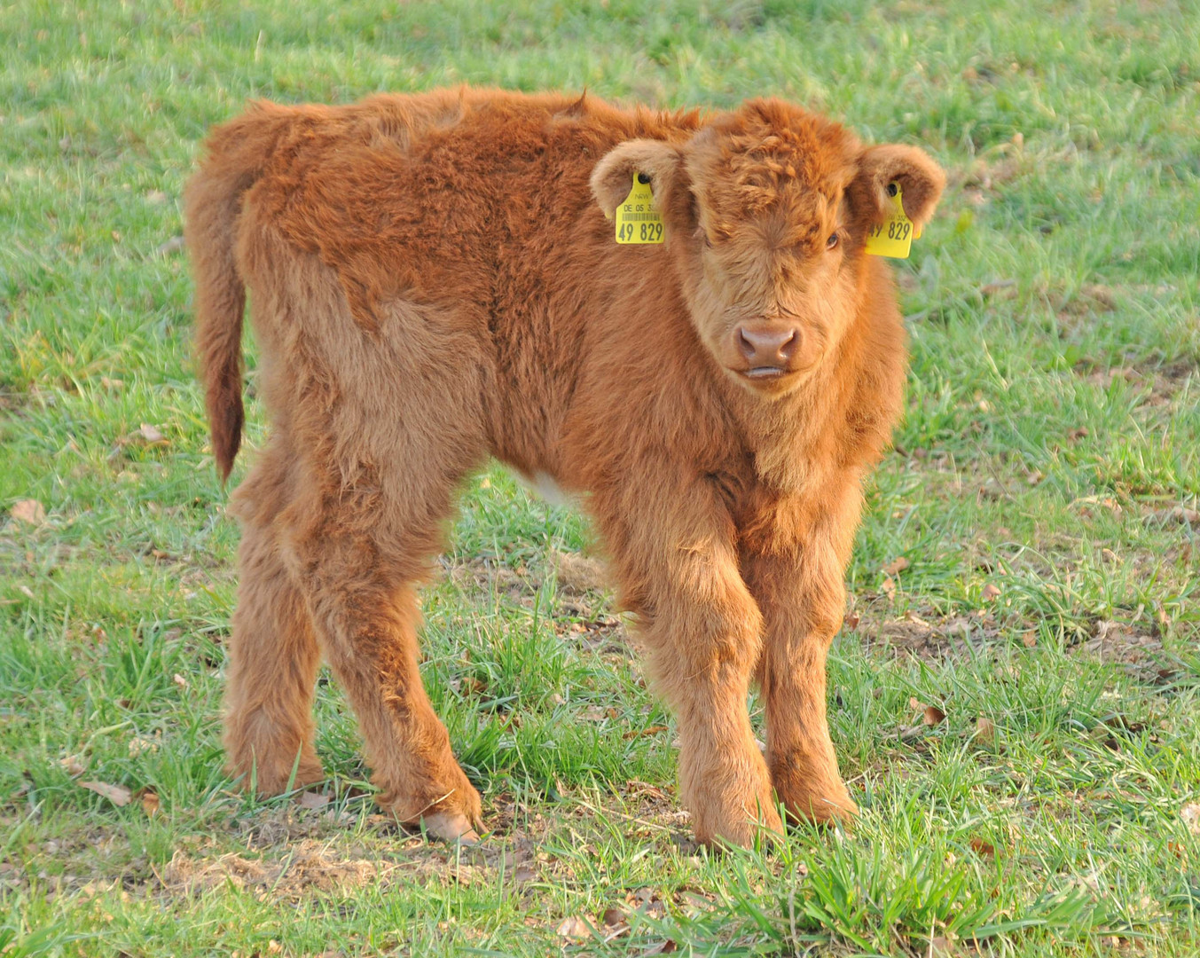 Alf das   Hochlandrind in Der Eifel