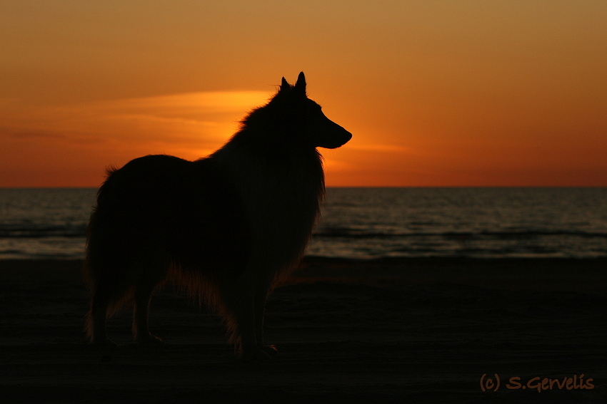 Alf im Urlaub