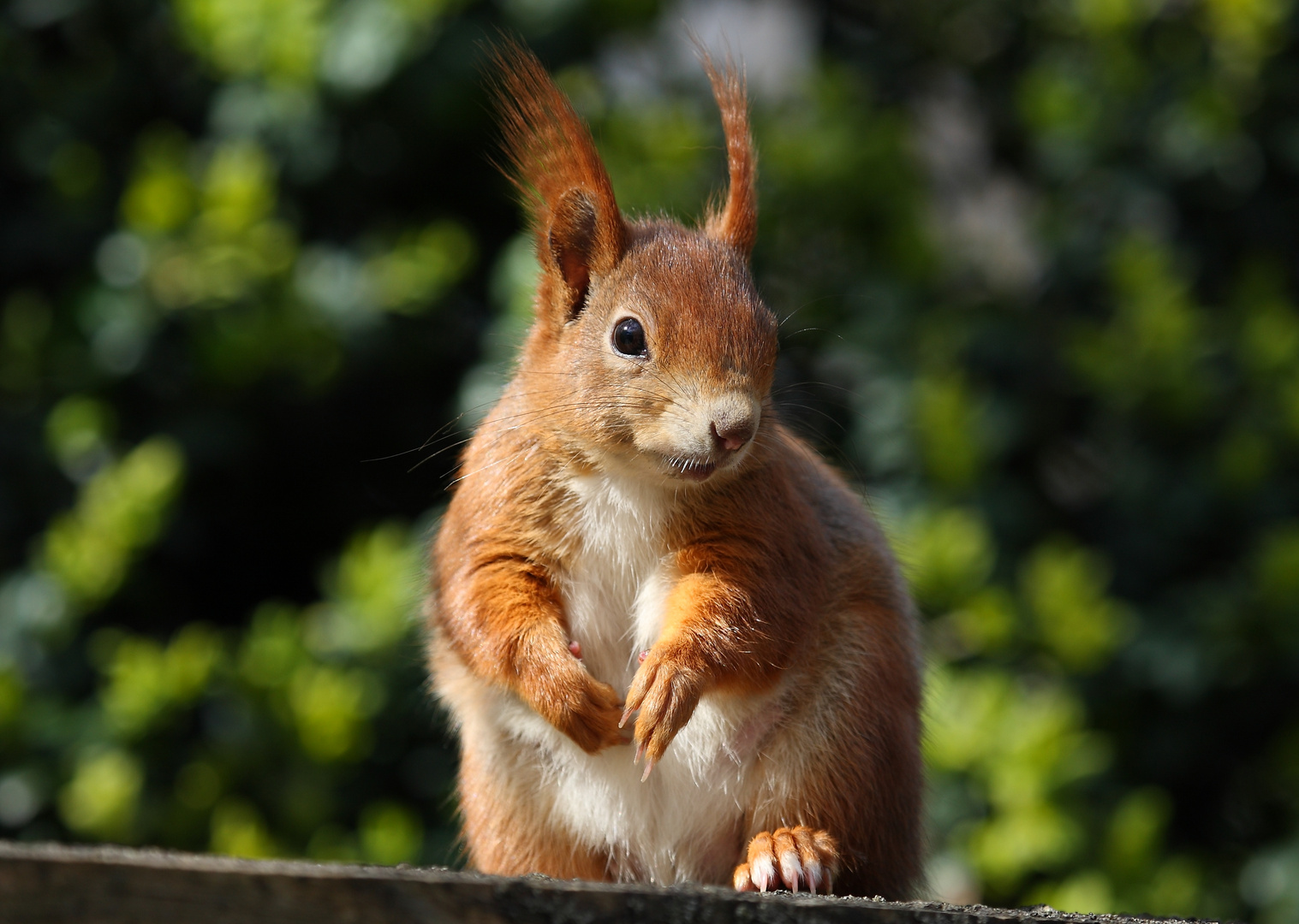 Alf in der Sonne