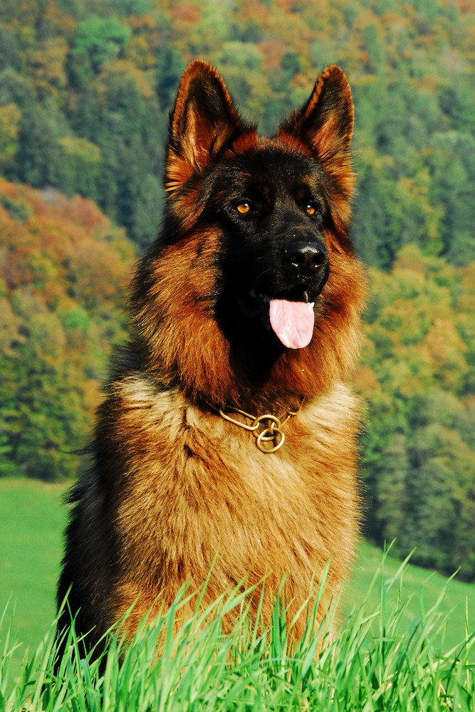 Alf , Toller Hund auch von vorne !!! Foto &amp; Bild sport, sport mit